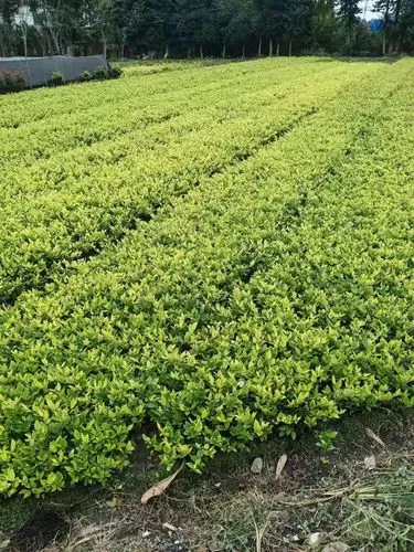 景洪常州绿化树苗批发市场